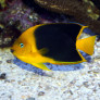 holacanthus_tricolor_maao_fevrier_2019_photo_ff_094.jpg