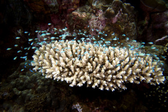Chromis viridis : le groupe de juvéniles ne quitte pas la proximité du corail et plonge entre ses branches pour se proteger en cas de danger © Fréderic Fasquel