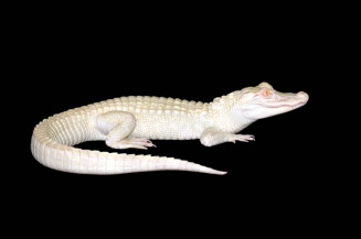 alligator_du_mississippi_albinos.jpg