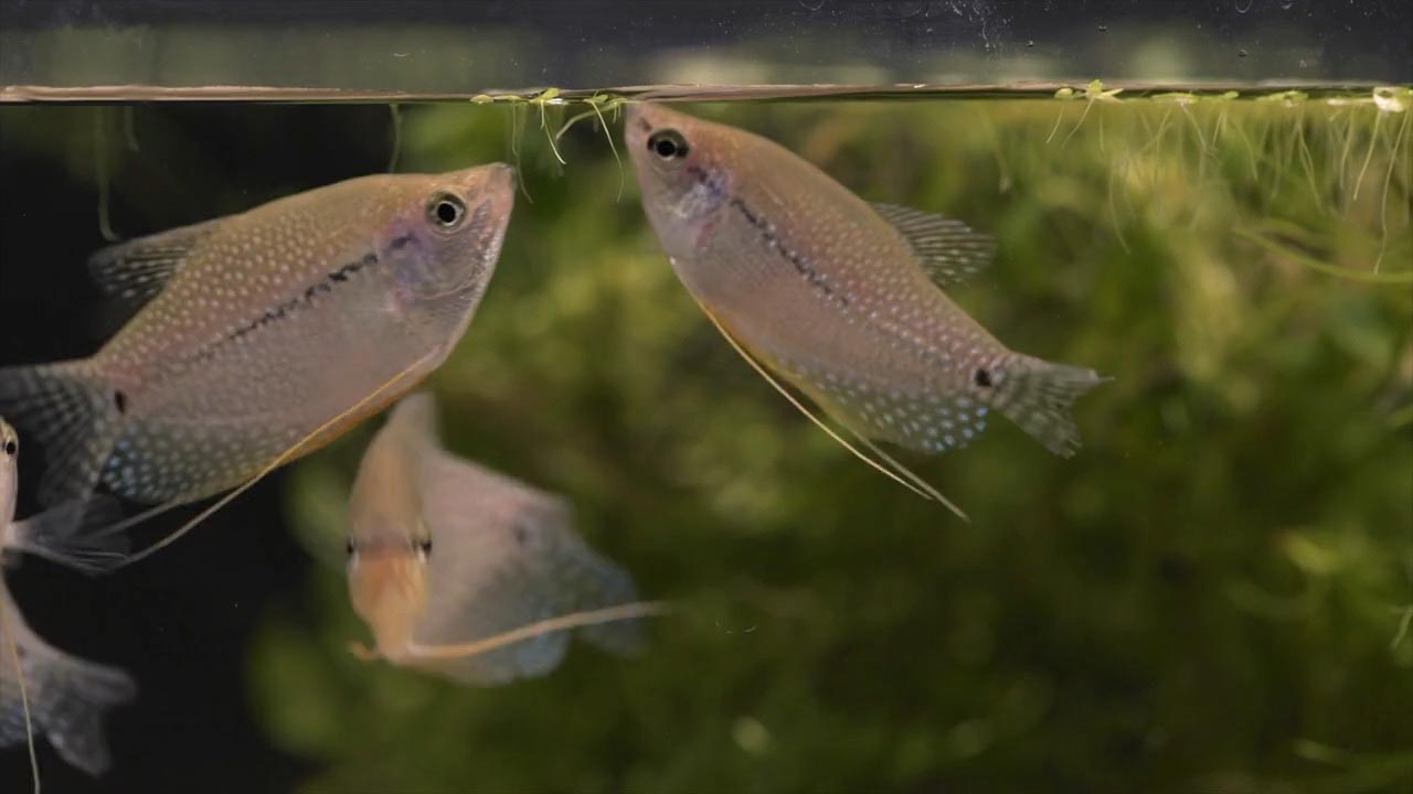 Respiration des poissons ressources pédagogiques Aquarium tropical