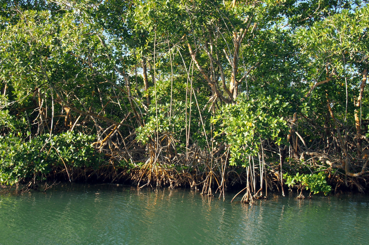 Matos-Aquarium - Bonjour, Super racine de mangrove, de