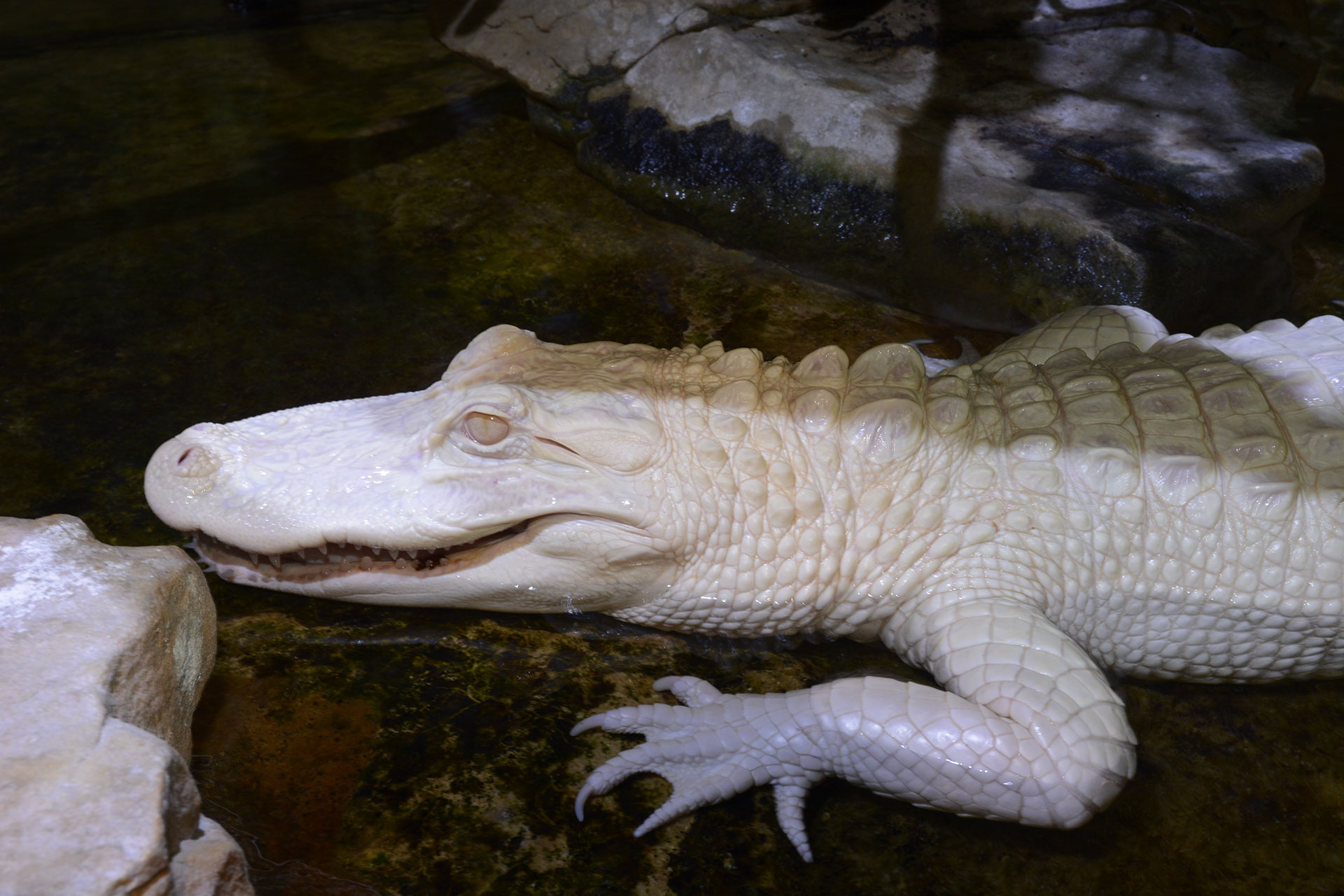 Albino alligator  Aquarium tropical