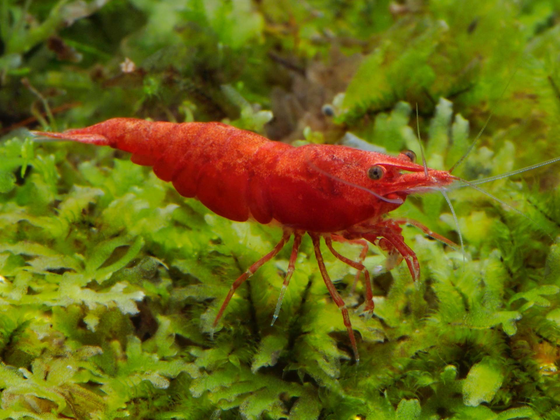 Crevette naine d’eau douce | Aquarium tropical | Palais de la Porte Dorée