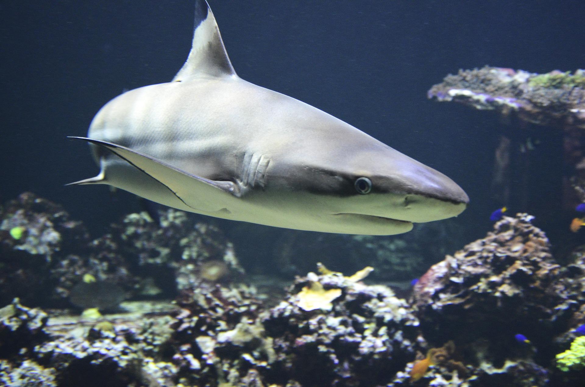 Les requins Aquarium tropical Palais de la Porte Dorée — free download