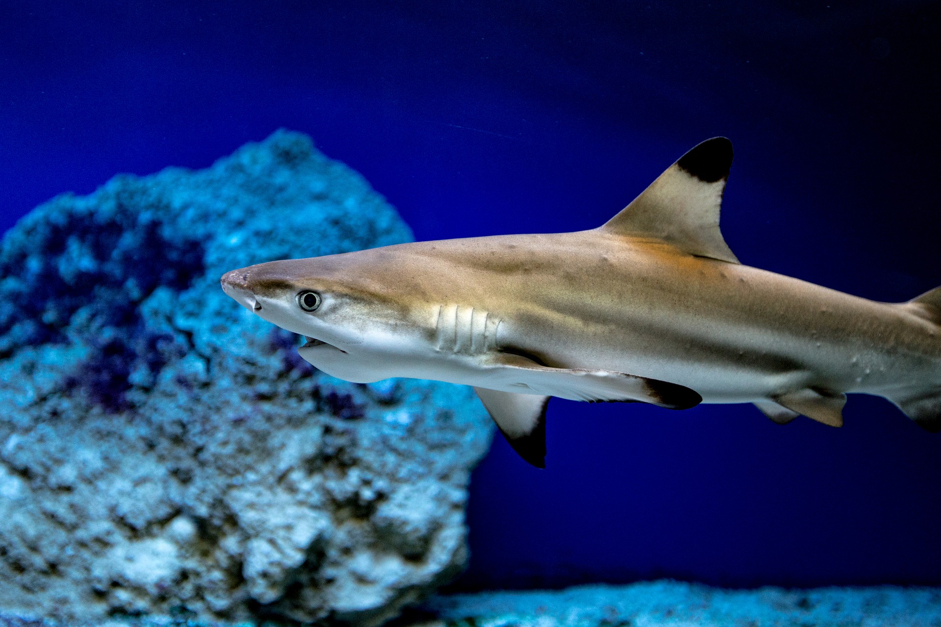 La reproduction des requins Aquarium tropical