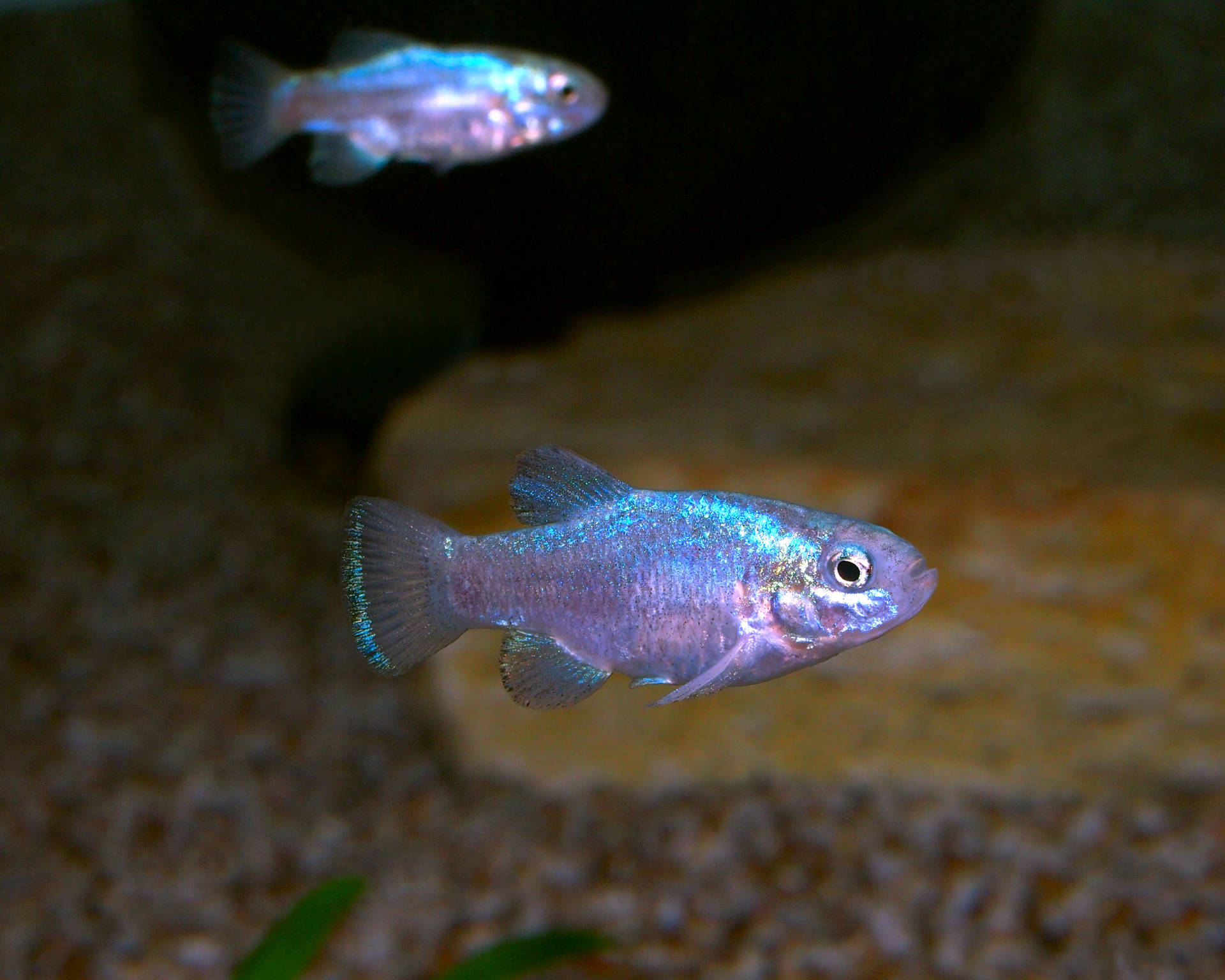 Cyprinodon meeki | Aquarium tropical | Palais de la Porte Dorée