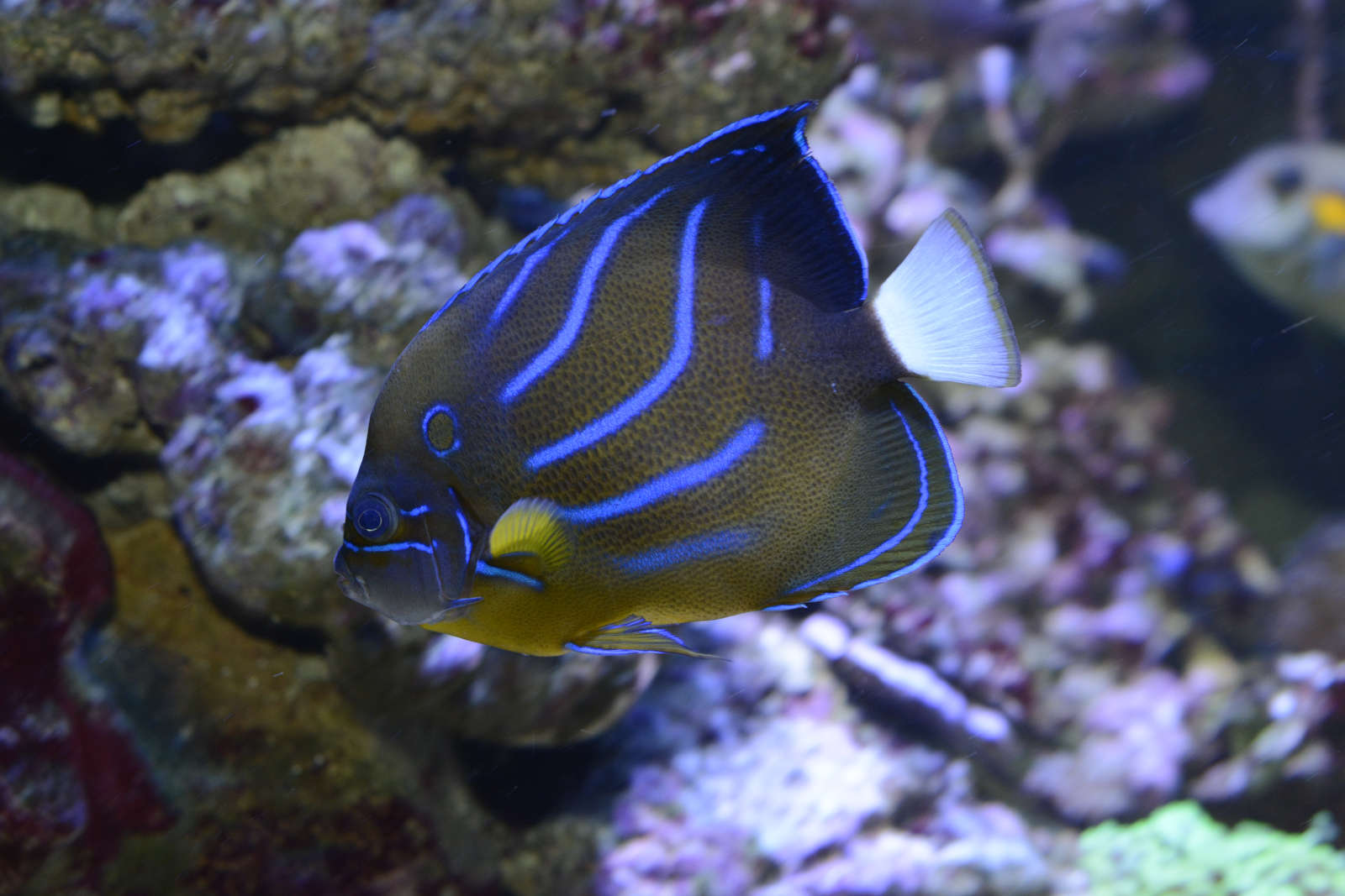 Poisson-ange à anneau | Aquarium tropical | Palais de la Porte Dorée