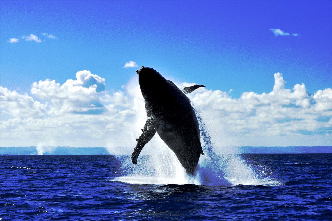 Qui sont les grands dauphins de la mer de la Manche ? Aquarium tropical