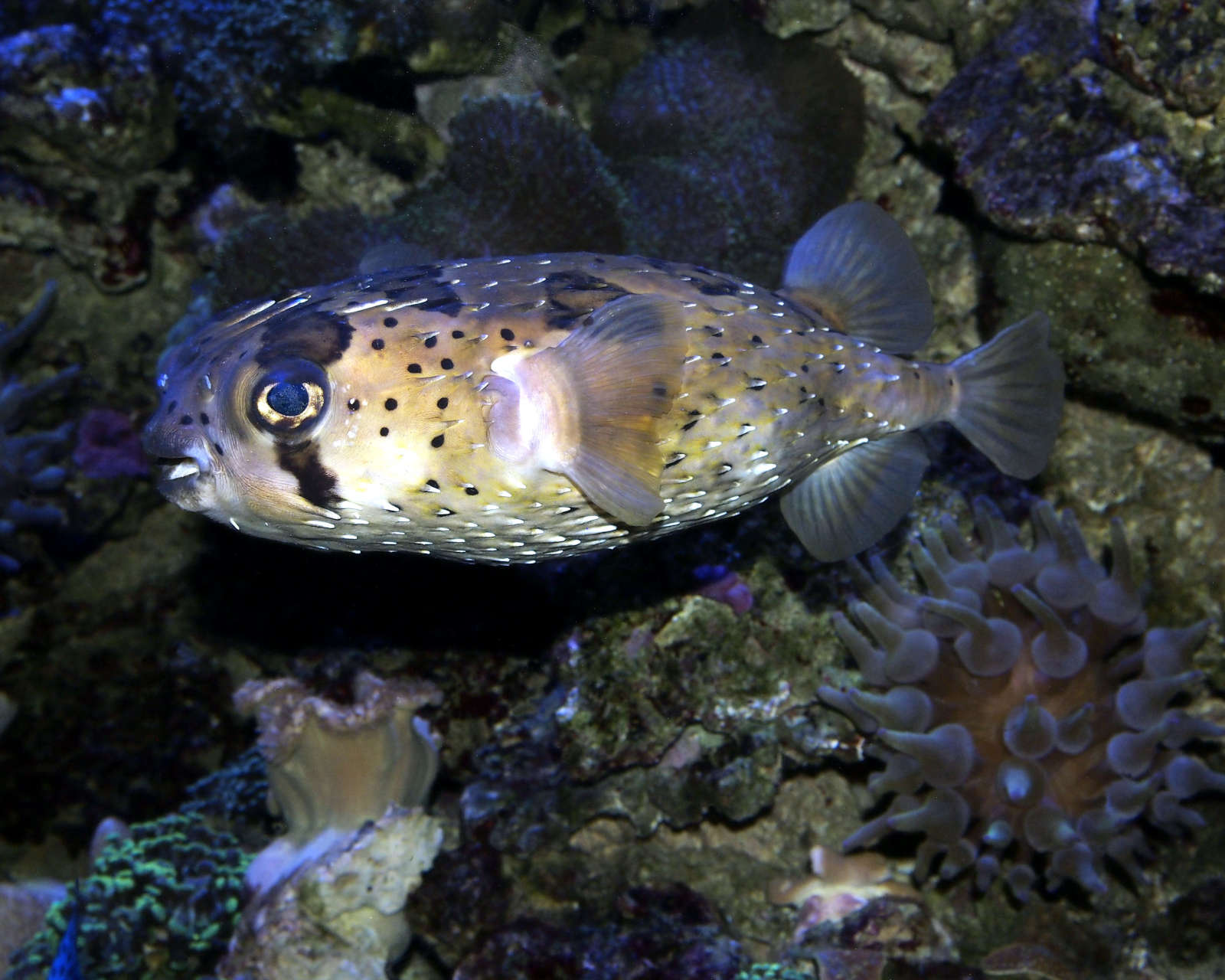 Poisson porcépic à taches Aquarium tropical Palais de la Porte Dorée