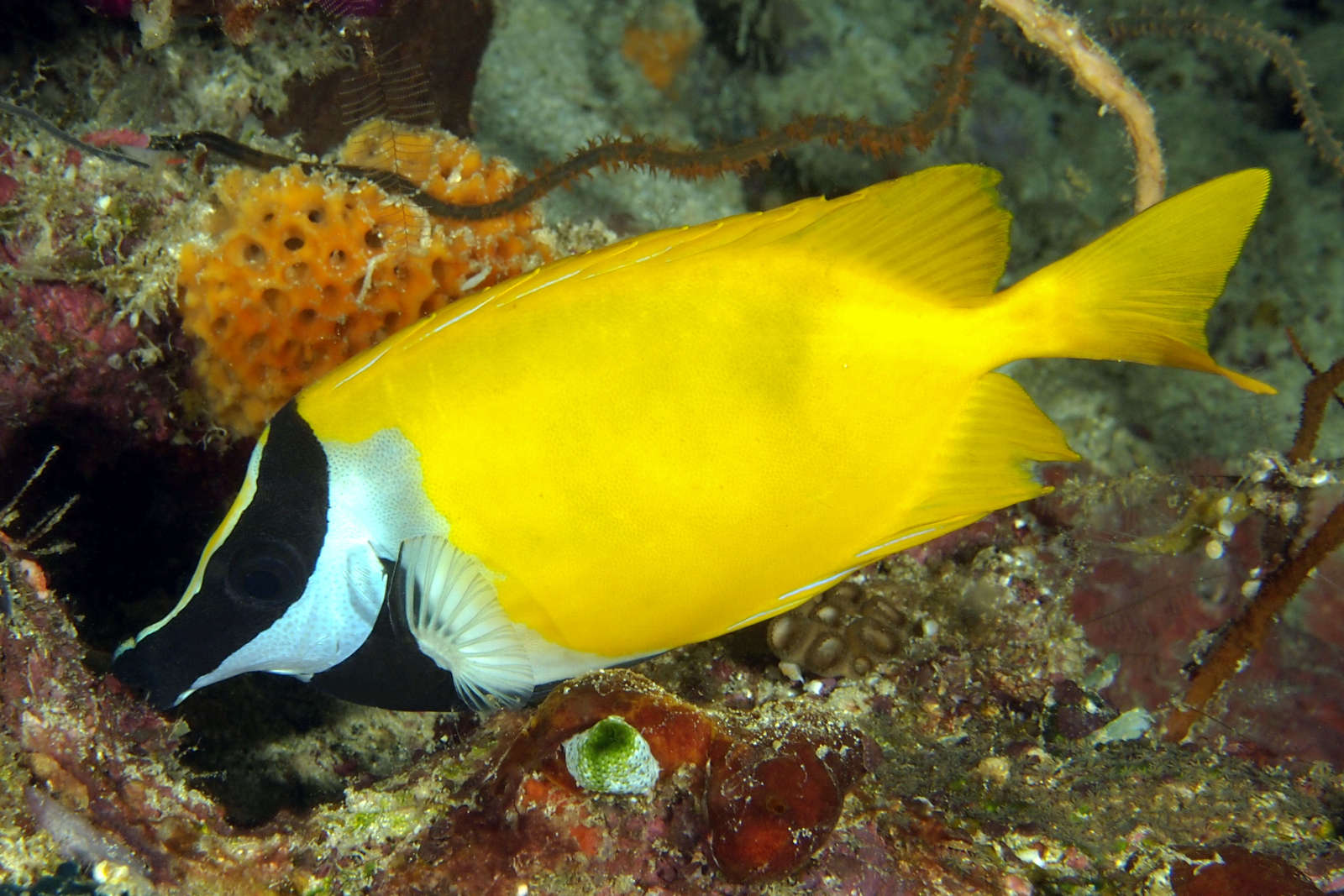Picot renard | Aquarium tropical | Palais de la Porte Dorée