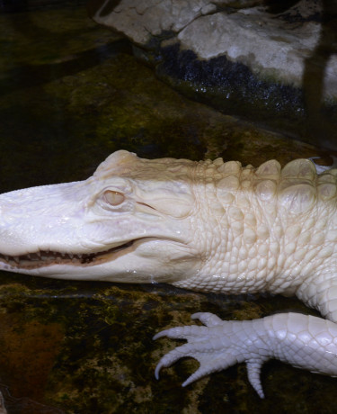 Alligator du Mississippi albinos