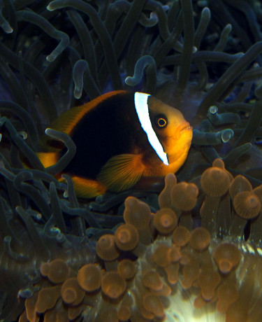 Amphiprion frenatus