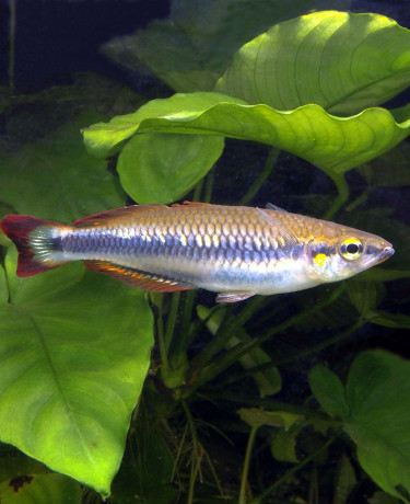 Bedotia madagascariensis