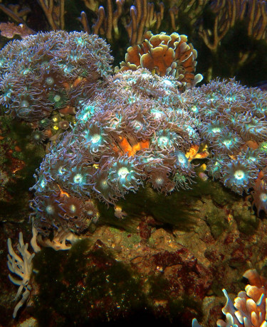 Duncanopsammia axifuga