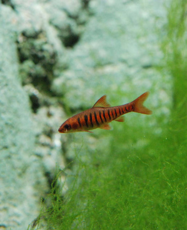 Enteromius fasciolatus