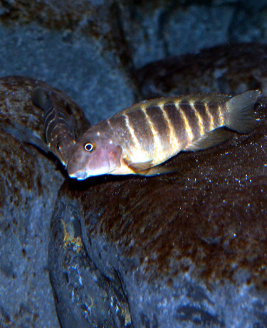 Eretmodus cyanostictus