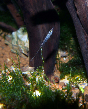Indostomus crocodilus