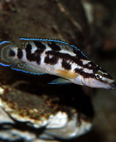 Julidochromis transcriptus