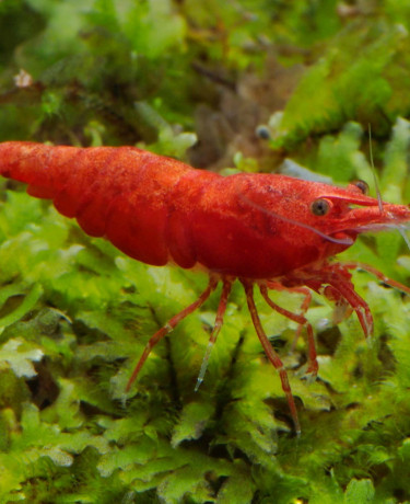 Neocaridina davidii