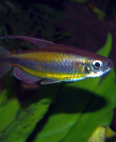 Phenacogrammus aurantiacus