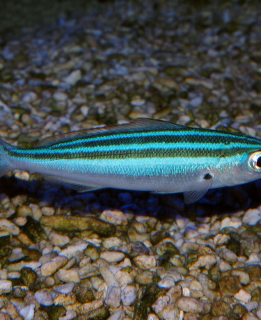 Pterocaesio trilineata
