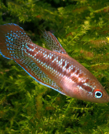 Trichopsis pumila