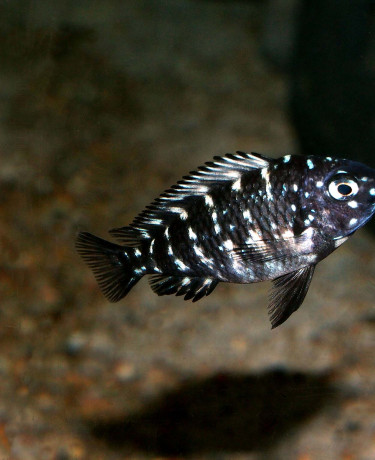 Tropheus duboisi