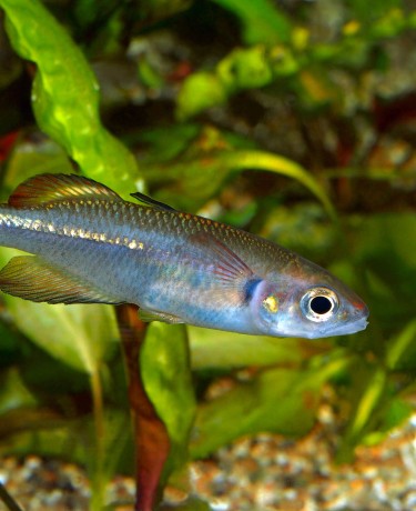 Photo d'un Rheocles vatosoa