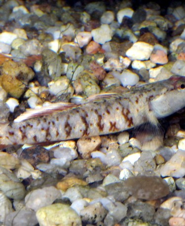 Photo d'un Rhinogobius zhoui
