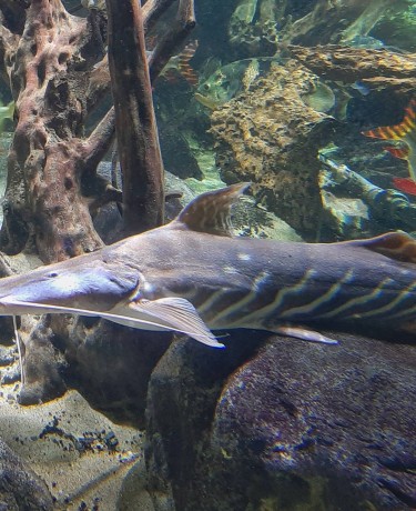 Photo d'un Brachyplatystoma tigrinum