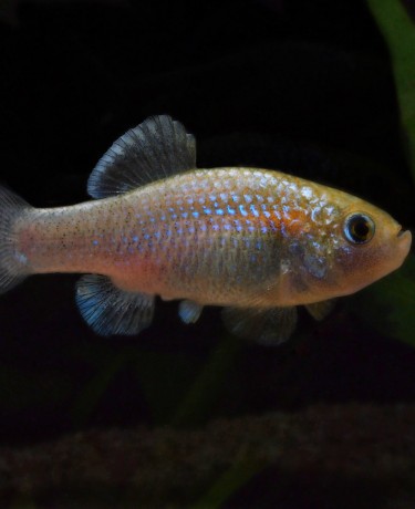 Photo de Cyprinodon alvarezi