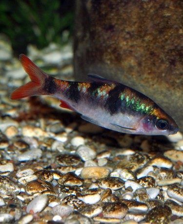 Photo d'un Dawkinsia tambraparniei male