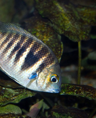 Photo d'Etroplus canarensis