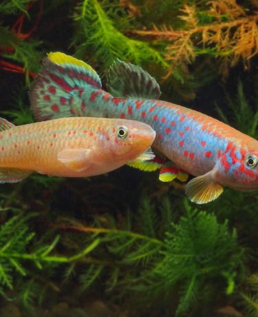 Photo de Fundulopanchax scheeli