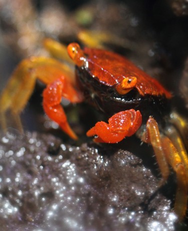 Photo d'un Geosesarma sp