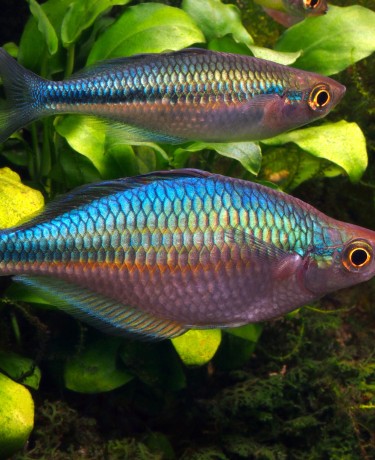 Photo d'un couple de Melanotaenia lacustris 
