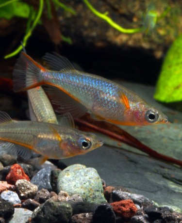 Photo de Oryzias woworae