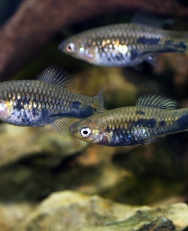 Photo d'un groupe de Xiphophorus meyeri