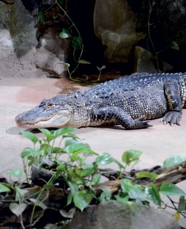 Alligator du Mississippi