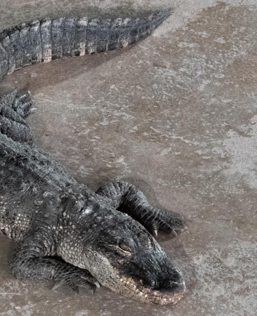 Alligator du Mississippi