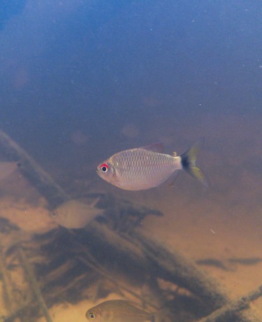 Tetra aux yeux rouges - Bario oligolepis