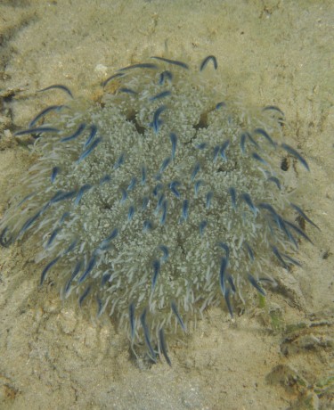Cassiopea andromeda