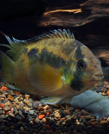 Acara maroni - Cleithracara maronii 