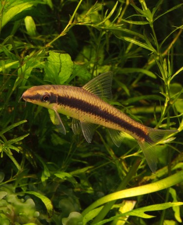 Mangeur d’algues siamois - Crossocheilus oblongus