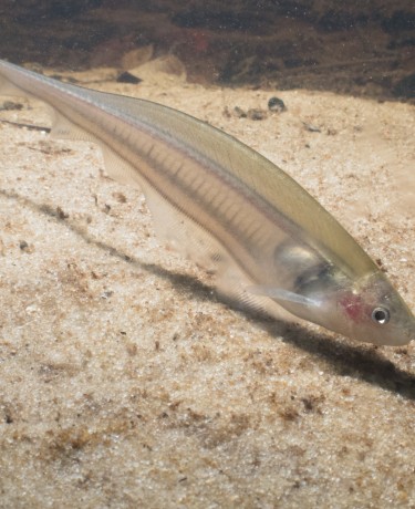 Poisson couteau de verre - Eigenmania virescens