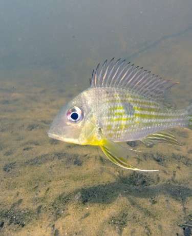Perle du Suriname - Geophagus surinamensis
