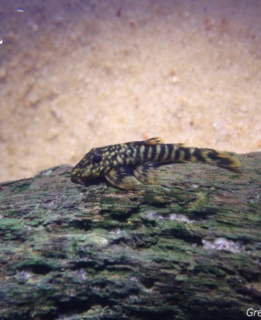 Guyanancistrus brevispinis