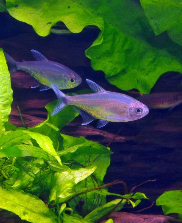 Tetra doré - Hemigrammus rodwayi