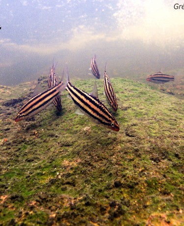 Hypomasticus despaxi