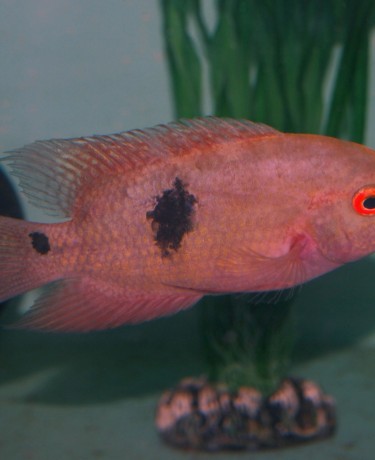 Cichlidé émeraude - Hypselecara temporalis